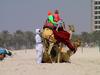 [DOT CD04] United Arab Emirates - Dubai Beach Life - Camels