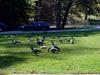 [DOT CD05] Delaware - Winterthur Gardens - Canada Geese