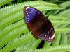 [DOT CD05] Indonesia Bali - Blue Butterfly