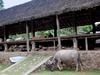 [DOT CD05] Indonesia Bali - Bale Agung Meeting Place - Cow