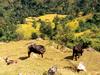 [DOT CD05] Nepal - Buffalo
