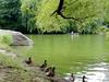 [DOT CD05] New York City - Manhattan Central Park - Ducks