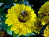 [DOT CD05] Ontario Ottawa Commisaires Park - Bumblebee