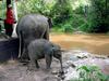 [DOT CD05] Thailand Northern Districts - Thai Elephants