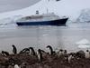 [DOT CD06] Antarctica - Gentoo Penguins