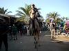 [DOT CD06] Egypt - Dhahab - Camels