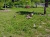 [DOT CD06] Missouri Kansas City - Swope Park Zoo - Canada Goose family (geese)