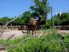 [DOT CD06] Missouri Kansas City - Swope Park Zoo - Camel