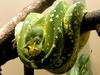 [DOT CD06] Ohio Toledo Zoo - Green Tree Python