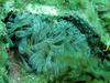 [DOT CD06] Underwater - Spain Cape Creus - Sea Anemone