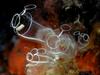 [DOT CD06] Underwater - Spain Cape Creus - Sea Anemone?