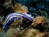[DOT CD06] Underwater - Spain Cape Creus - Nudibranch