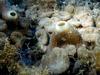 [DOT CD06] Underwater - Spain Cape Creus - Sea Anemone