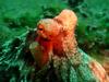 [DOT CD06] Underwater - Spain Cape Creus - Octopus