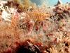 [DOT CD06] Underwater - Spain Cape Creus - Nudibranch