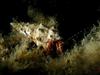 [DOT CD06] Underwater - Spain Cape Creus - Hermit Crab