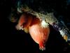 [DOT CD06] Underwater - Spain Cape Creus - Sea Squirt