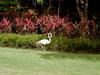 [DOT CD07] Dominican Republic - Iberostar Dominicana Resort - Flamingo