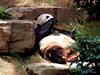 [DOT CD07] Hong Kong Ocean Park - Giant Panda, Ailuropoda melanoleuca