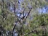 [DOT CD08] Australia Queensland - Magnetic Island - White-bellied Sea Eagle (Haliaeetus leucogas...