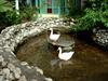 [DOT CD08] Dominican Republic, Playa Dorada - Paradise Beach Resort - Geese