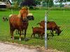 [DOT CD08] Netherlands - Zwartebroek - Horse & Goats