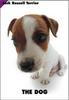 [Dog Breeds] Jack Russell Terrier