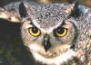 [zFox SWD Animals] Great Horned Owl, Up Close