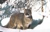[zFox SWD Animals] Mountain Lion (Cougar)
