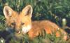 [zFox SWD Animals] Red Fox Baby