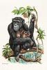 [zFox SWD Animals] Chimpanzee (illust)