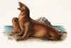 [zFox SWD Animals] California Sea Lion (illust)