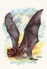 [zFox SWD Animals] Vampire Bat (illust)