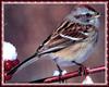 [zFox Bird Series B1] Backyard Birds - American Tree Sparrow