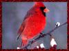 [zFox Bird Series B1] Backyard Birds - Northern Cardinal