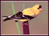 [zFox Bird Series B1] Backyard Birds - American Goldfinch