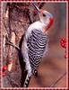 [zFox Bird Series B1] Backyard Birds - Red-bellied Woodpecker