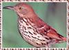 [zFox Bird Series B1] Backyard Birds - Brown Thrasher