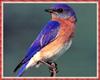 [zFox Bird Series B1] Backyard Birds - Eastern Bluebird