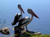 [DOT CD09] Western Australia, Yanchep Park - Australian Pelicans