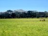 [DOT CD09] Costa Rica, Countryside - Horses