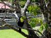[DOT CD09] Costa Rica, Countryside - Keel-billed Toucan