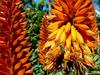[DOT CD09] South Africa - Aloe Flowers & Honeybee