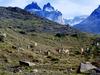[DOT CD10] Chile Torres del Paine National Park - Guanaco