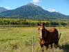 [DOT CD11] Canada, British Columbia - Prince Rupert Forest Region - Horse