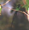 [GrayCreek Hummingbirds] Red-billed Streamertail (Trochilus polytmus)