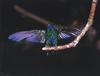 [GrayCreek Hummingbirds] Green Violet-eared Hummingbird (Colibri thalassinus)