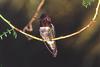 [GrayCreek Hummingbirds] Anna's Hummingbird (Calypte anna)