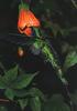 [GrayCreek Hummingbirds] Sparkling Violet-ear (Colibri coruscans)