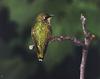 [GrayCreek Hummingbirds] Ruby-throated Hummingbird (Archilochus colubris)